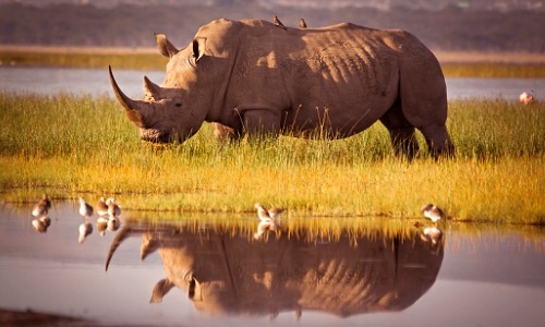 gray rhino near water