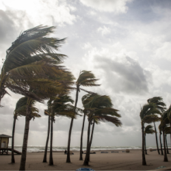 trees bent in strong winds