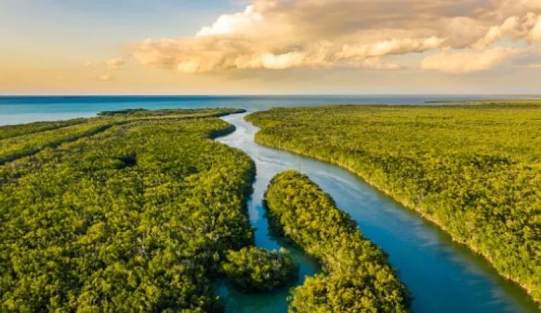 Estuary in the Everglades at sunset