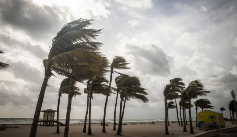 trees bent in strong winds