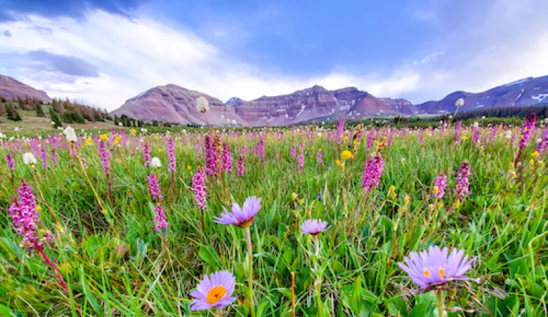 wildflowers in front of mountain