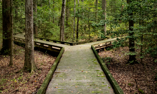 A split pathway going through a wooded forest.