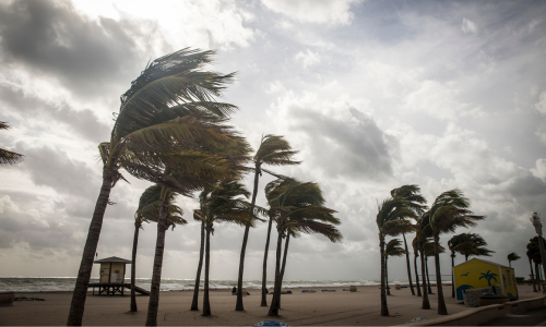 trees bent in strong winds