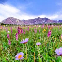 wildflowers in front of mountain