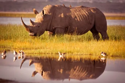 gray rhino near water