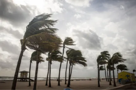 trees bent in strong winds