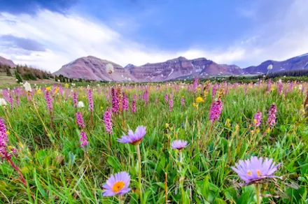 wildflowers in front of mountain
